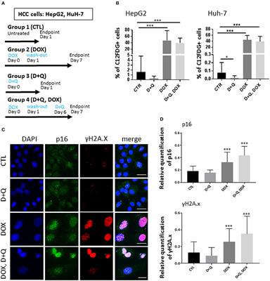 quercetin senescence dasatinib chemotherapy frontiersin inducing efficacy enhance liver cocktail cancer does